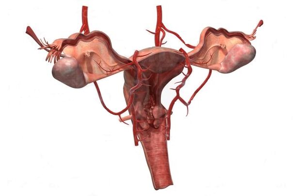 důvody pro rozvoj křečových žil malé pánve