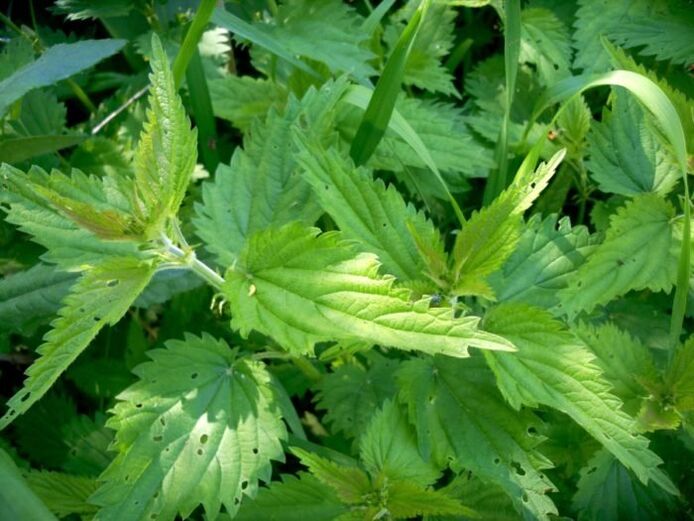 Kopřiva je účinný prostředek pro léčbu křečových žil v raných stádiích